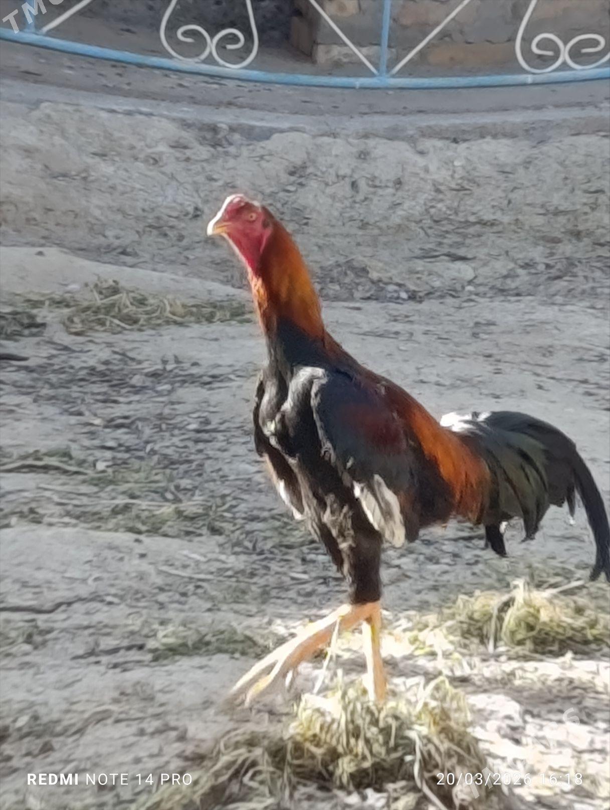 ХОРАЗ. - Türkmenabat - img 1