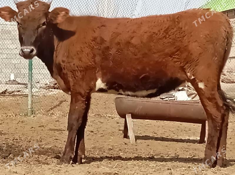 tüwe - Бузмеин - img 1