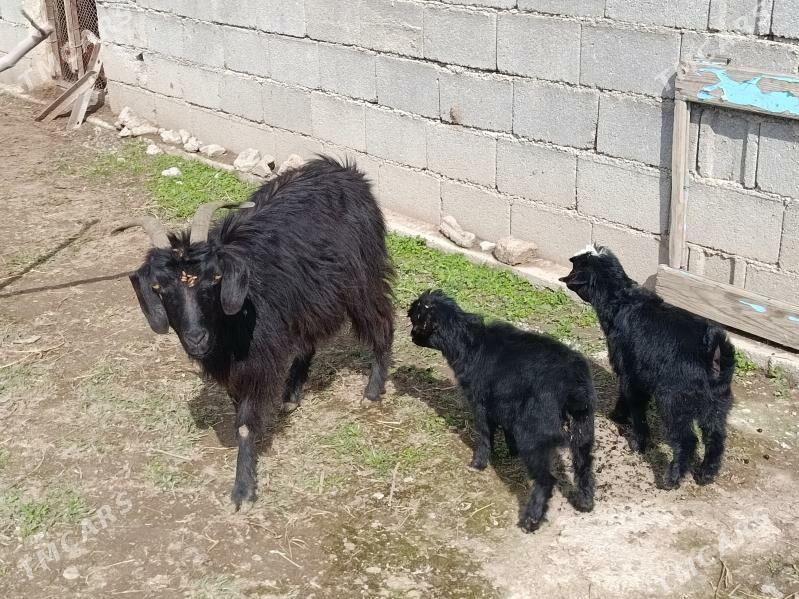 Ekiz Owlakly Geci - Гёкдепе - img 1