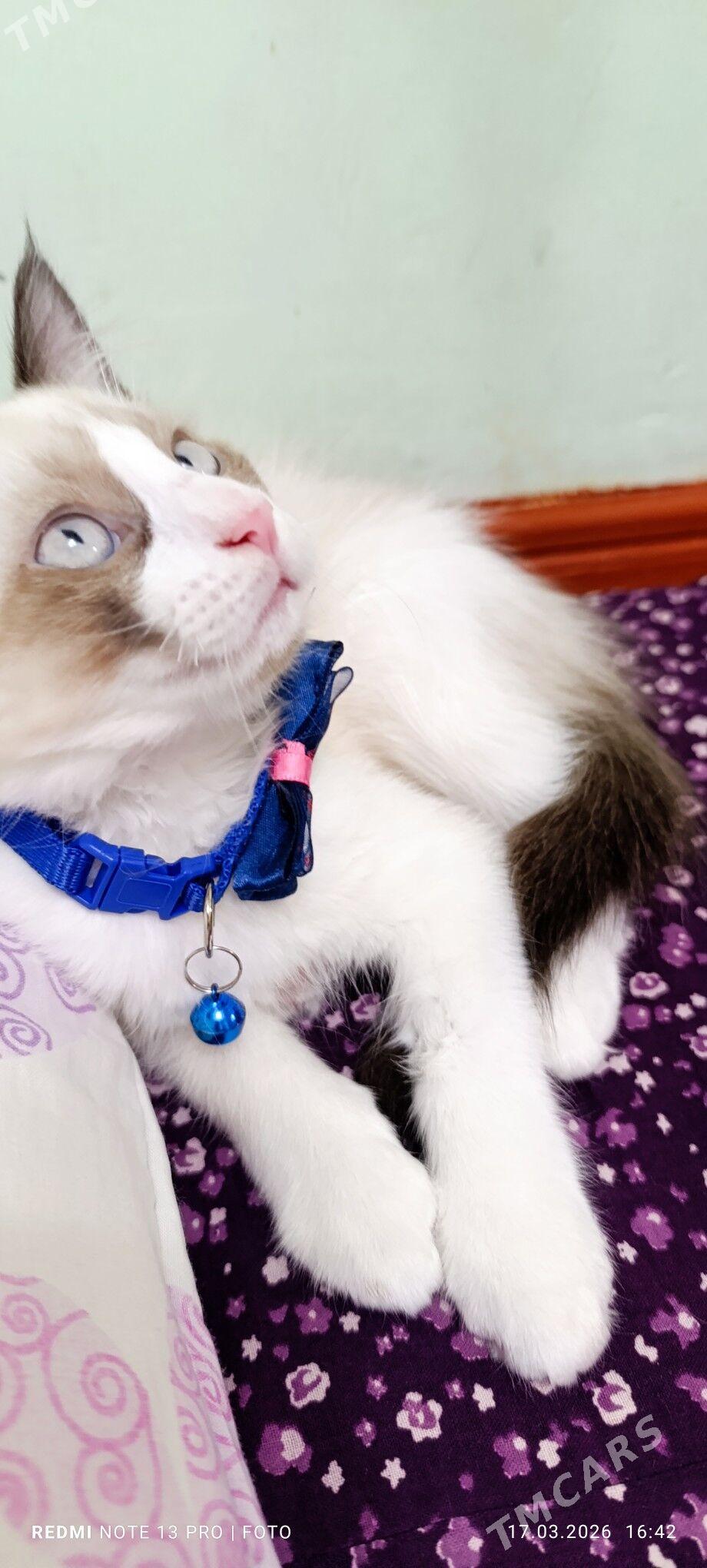 Pişijek - Balkanabat - img 1