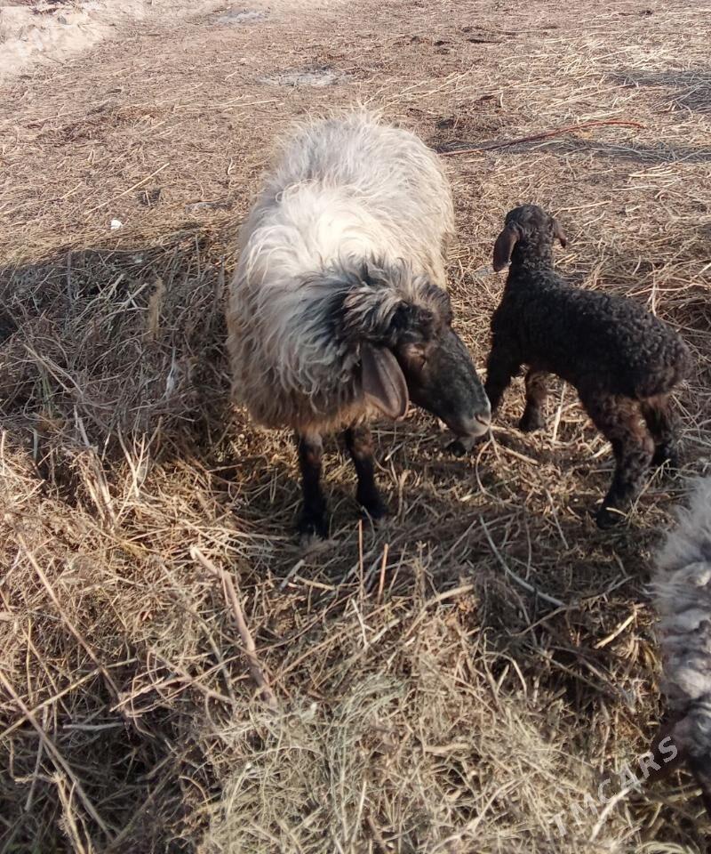 Guzyly goyun - Daşoguz - img 1