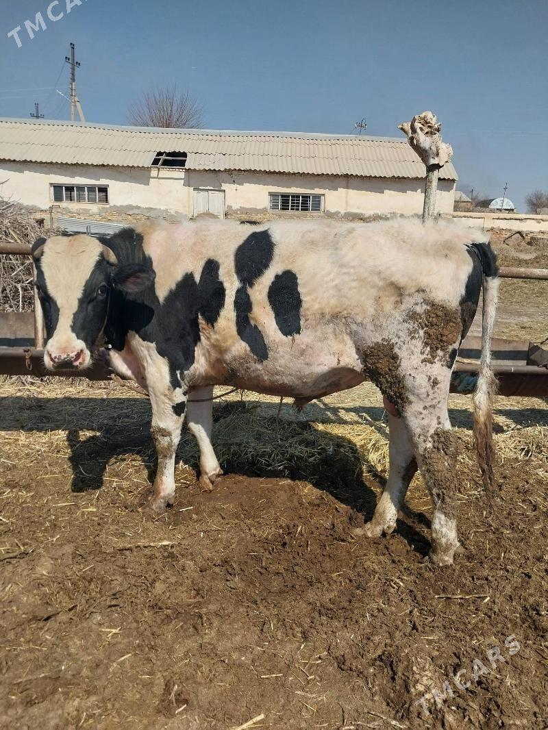 Galysdeyin okuzler. - Saýat - img 1