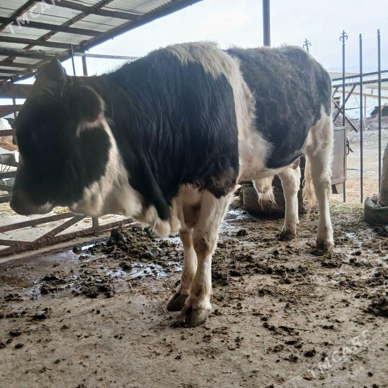 Öküz Uly - Bäherden - img 1