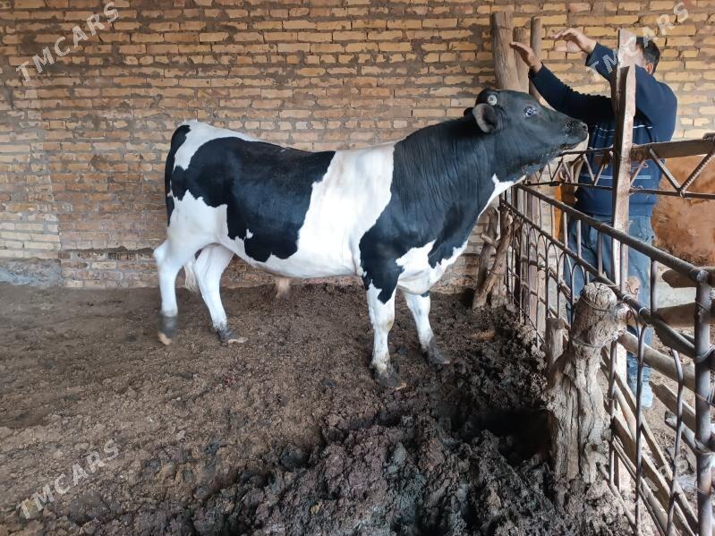 okuz - Гарабекевюл - img 1