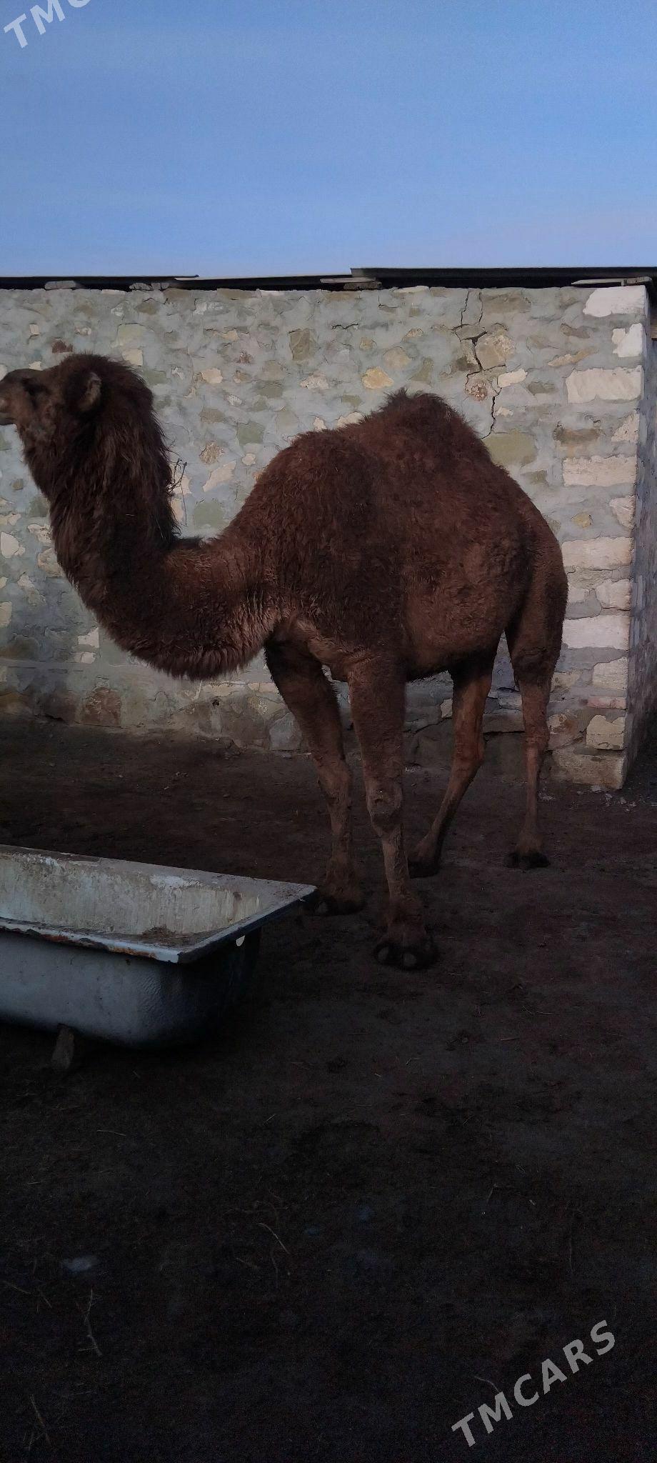 duye - Берекет - img 1