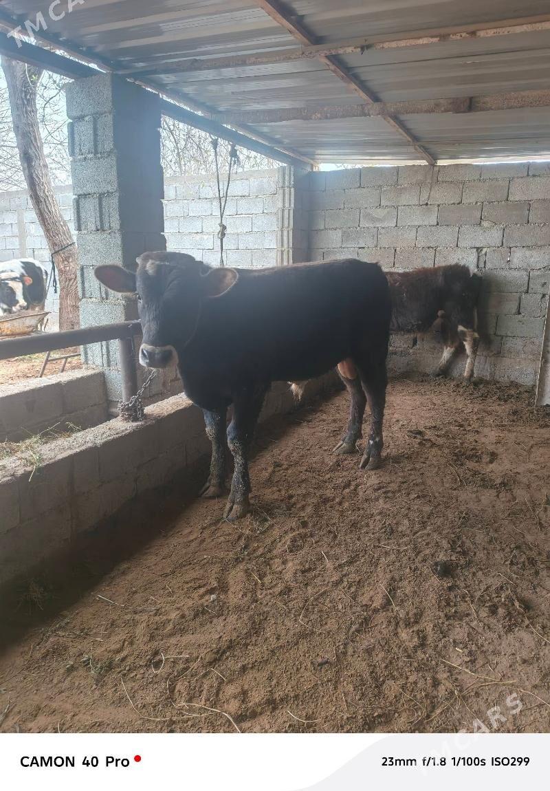 Okuz - Gypjak - img 1