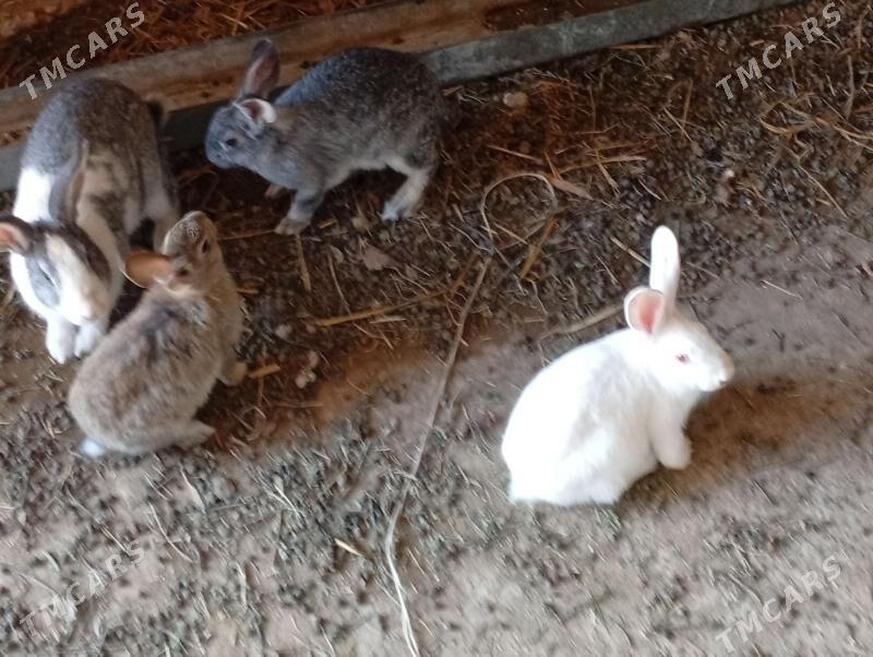 Towsan - Саят - img 1