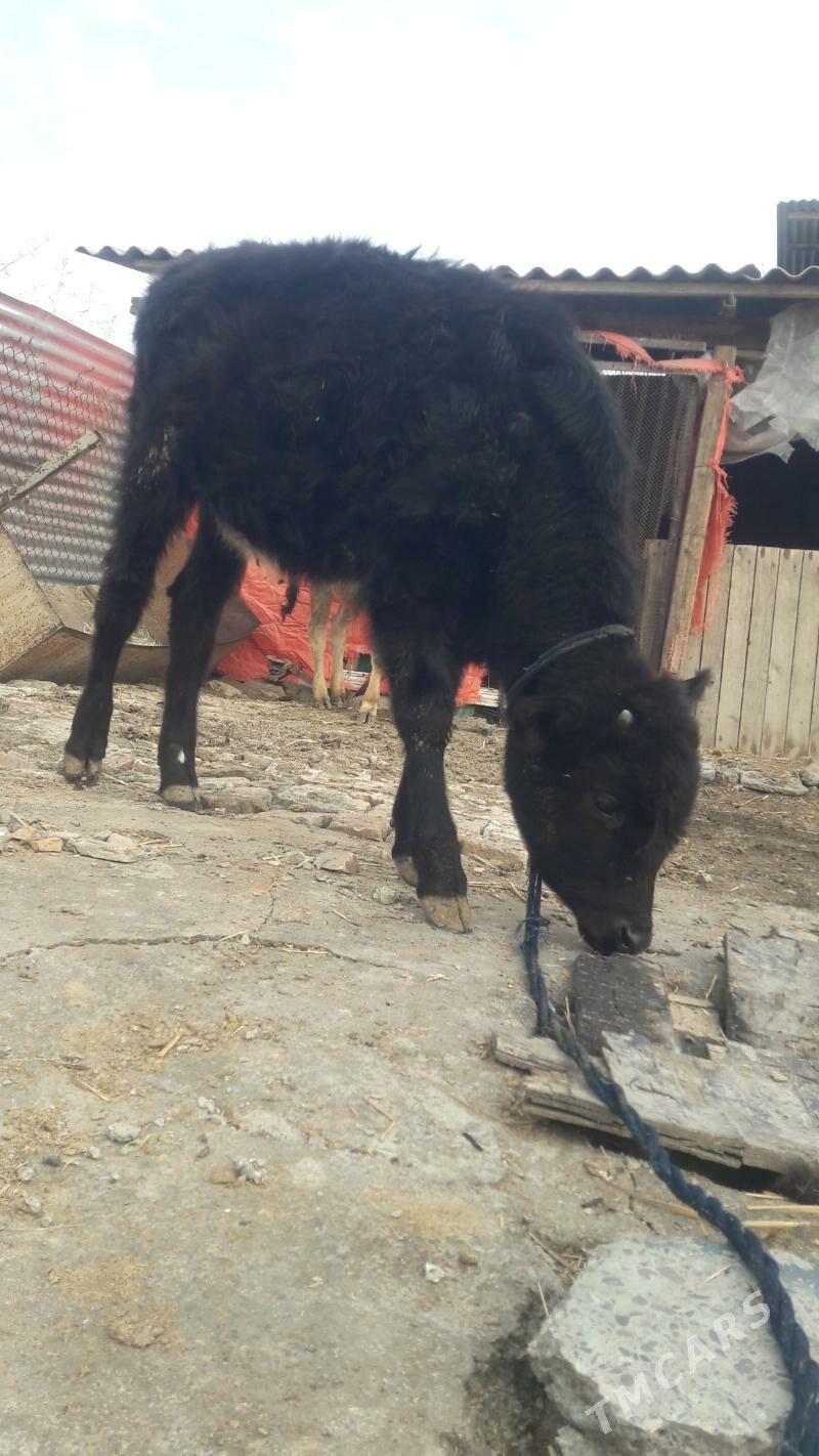 tuwe Gibrit - Gökdepe - img 1