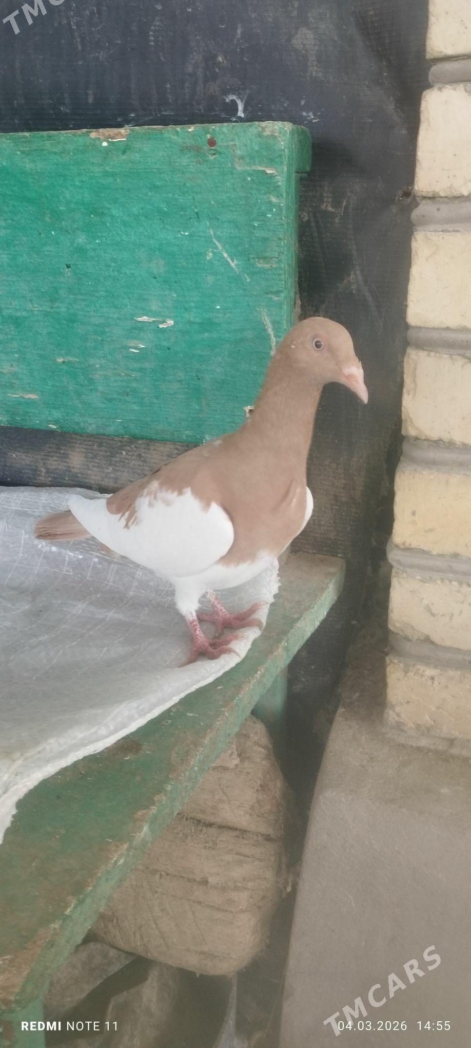 Kepderi - Мургап - img 1