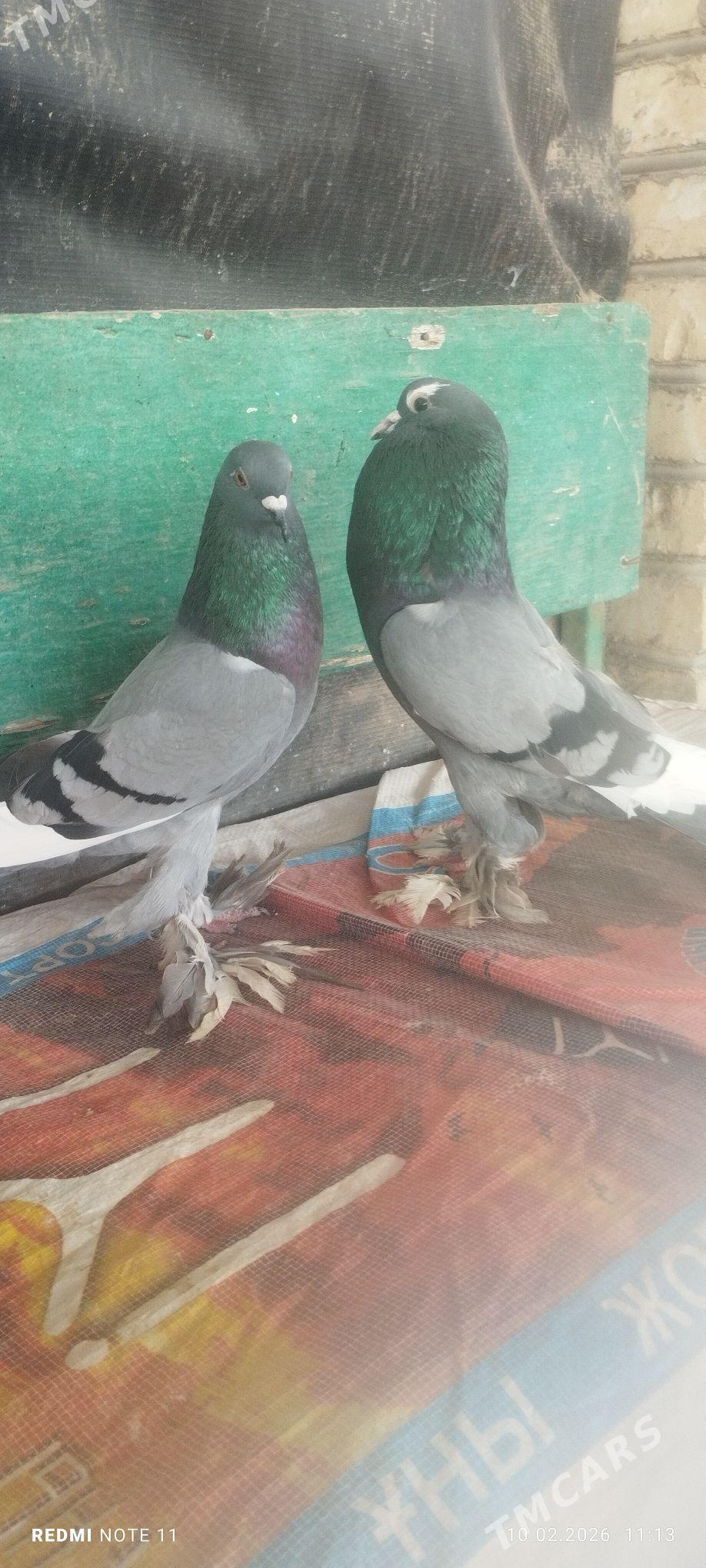 Kepderi - Мургап - img 1