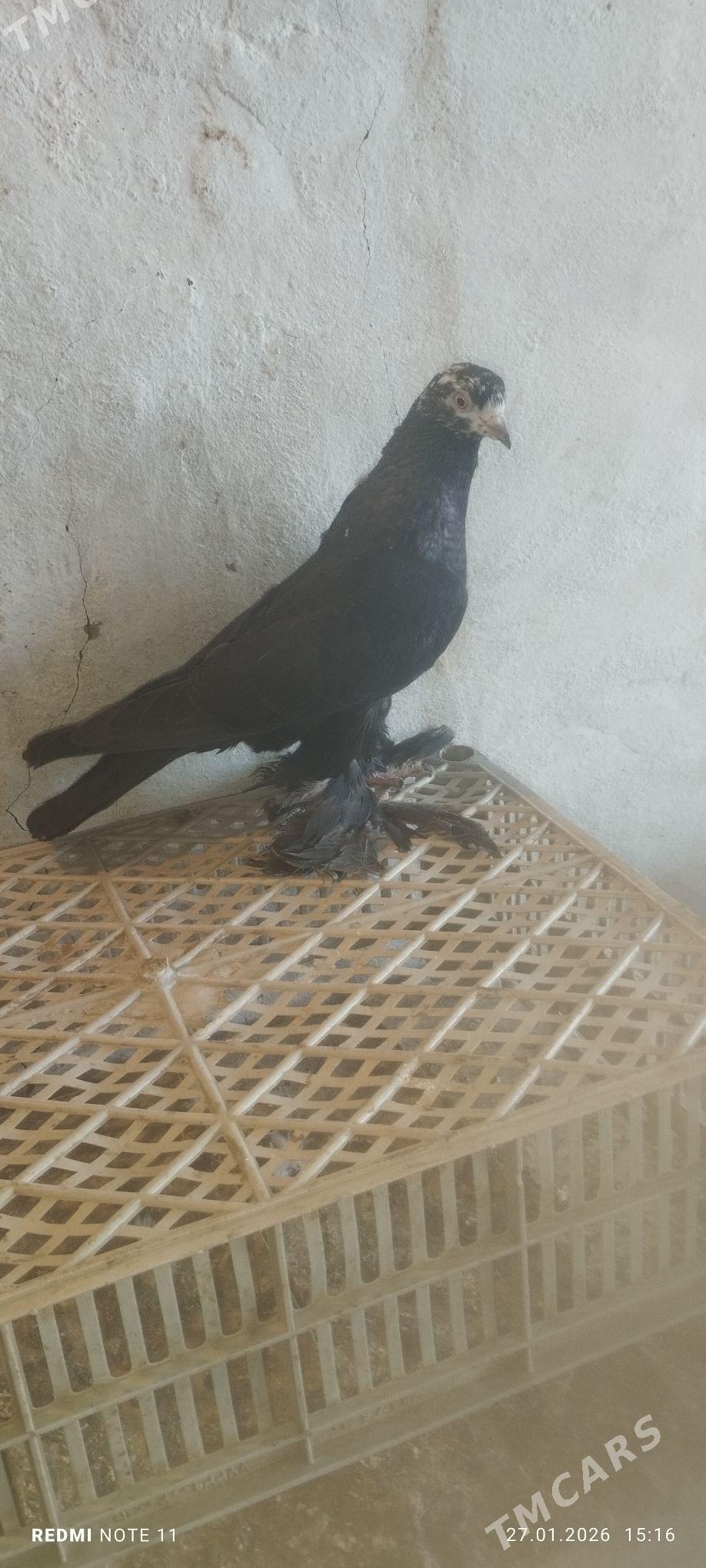 Kepderi - Мургап - img 1