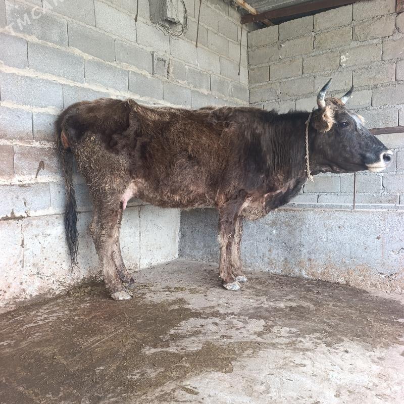 2,Sany Goleli sygyr - Бахарден - img 1