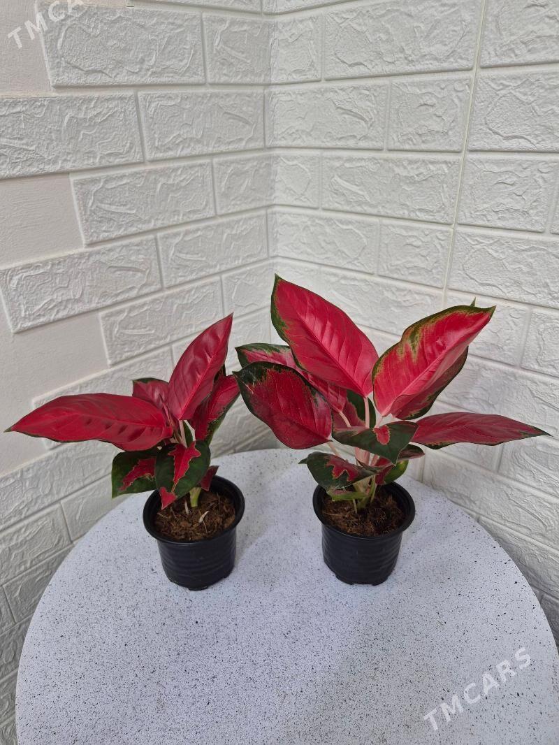 цвети - ул. Московская (10 йыл абаданчылык ш.) - img 1