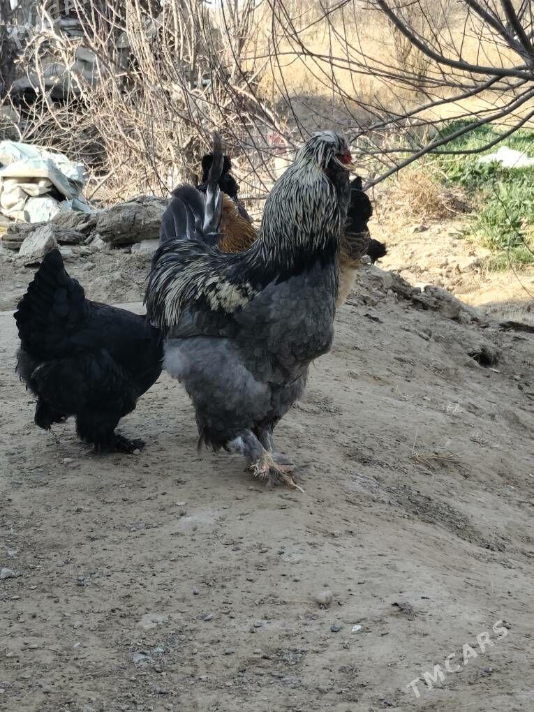 товык - Шатлык - img 1