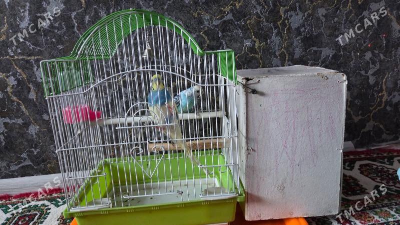 Papugay - 6 мкр - img 1