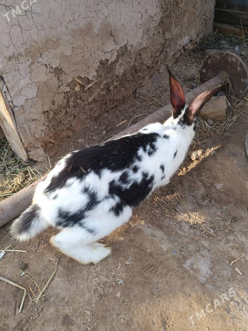 Towşan - Сакар - img 1