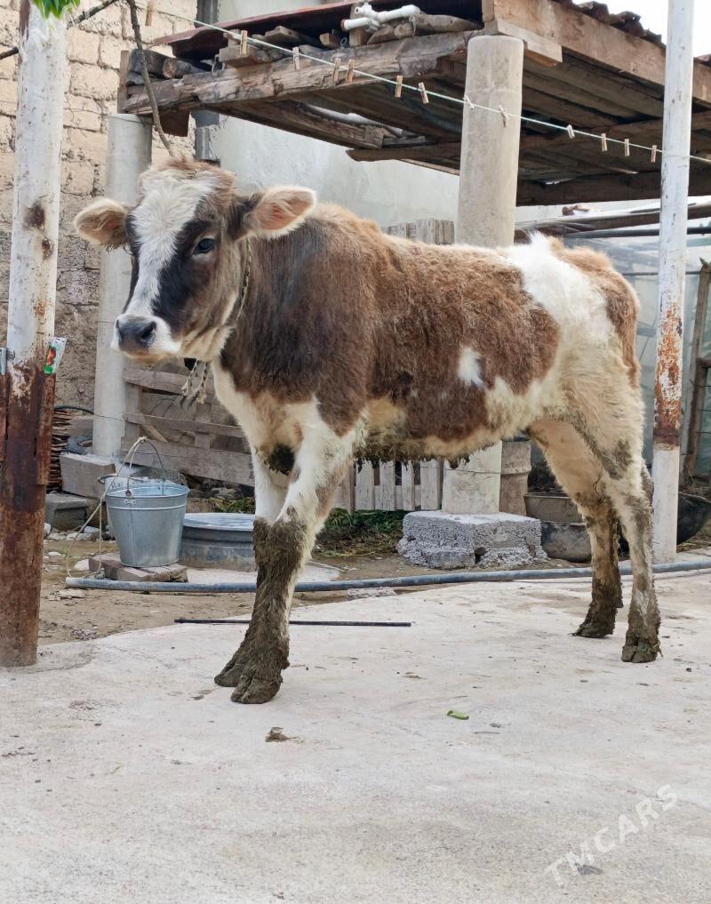 tüwe - Aşgabat - img 1