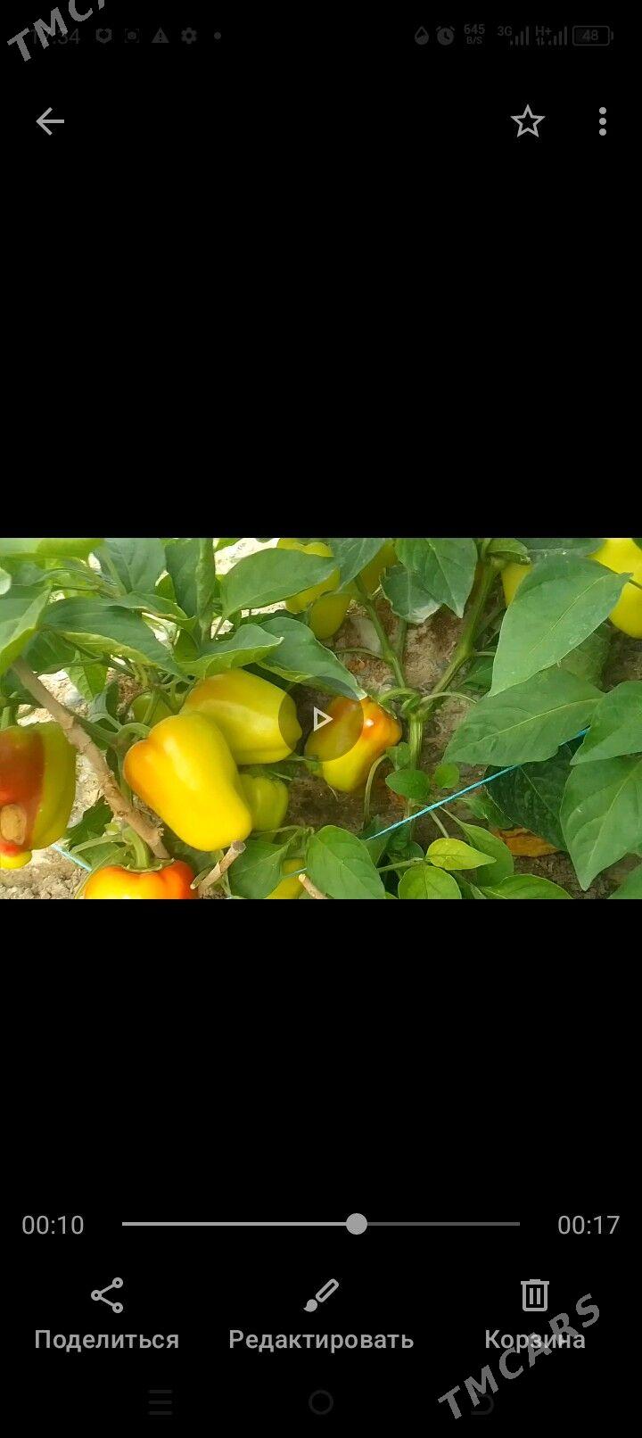 Şitil Badam bulgar Hiýar pomod - Бузмеин - img 1