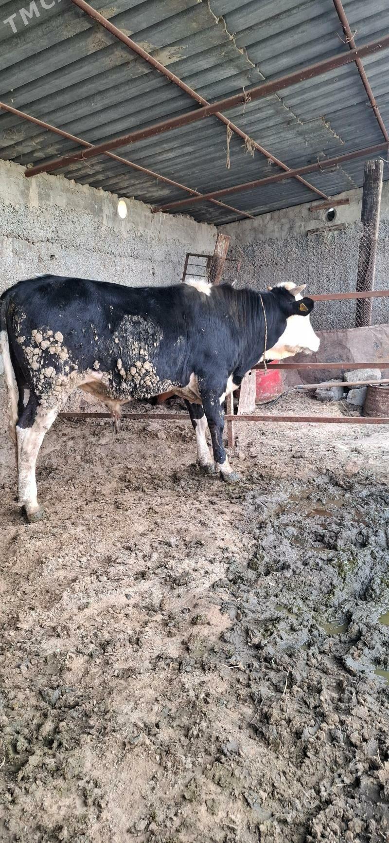 galsdeyn okuz - Büzmeýin - img 1