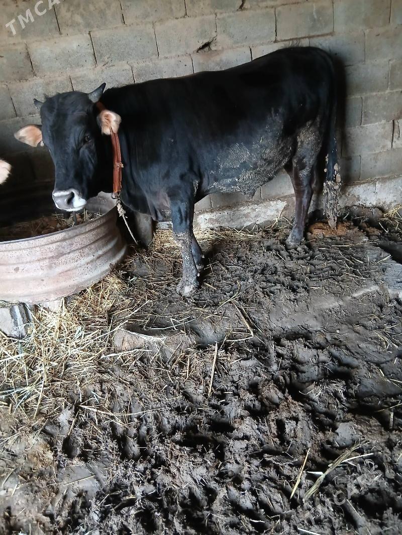 okiz - Ак-Бугдайский этрап - img 1