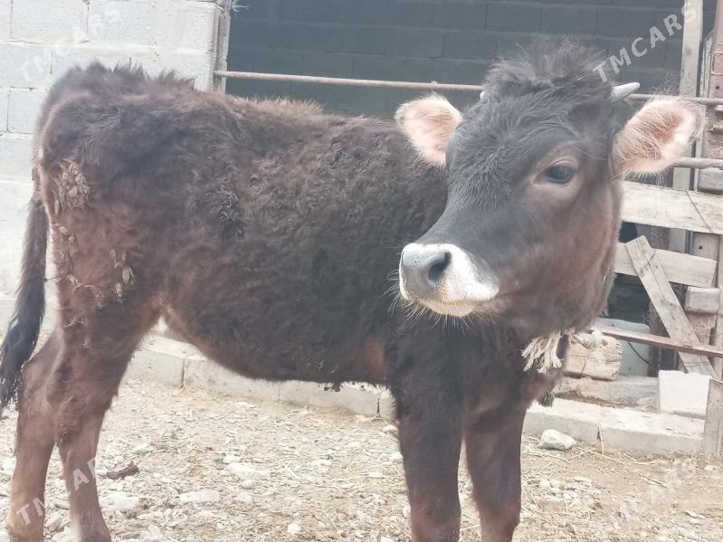 tuwe - Bäherden - img 1