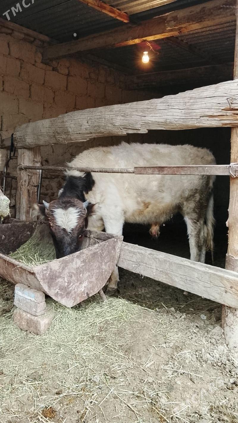 şiwes ökuzler - Bäherden - img 1