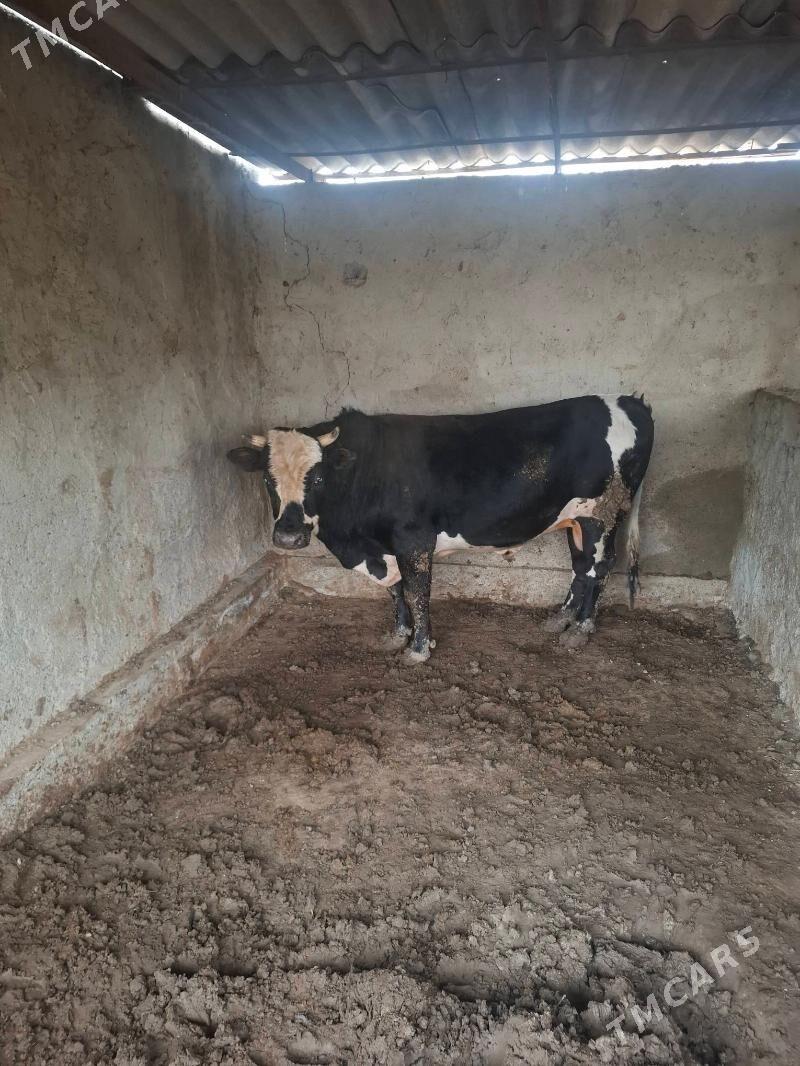 okuz - Gökje - img 1