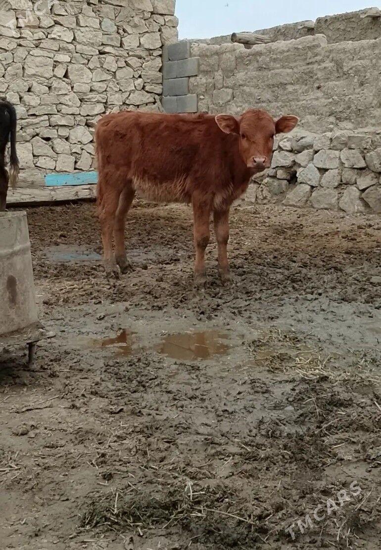 SVES TUWE - Bäherden - img 1