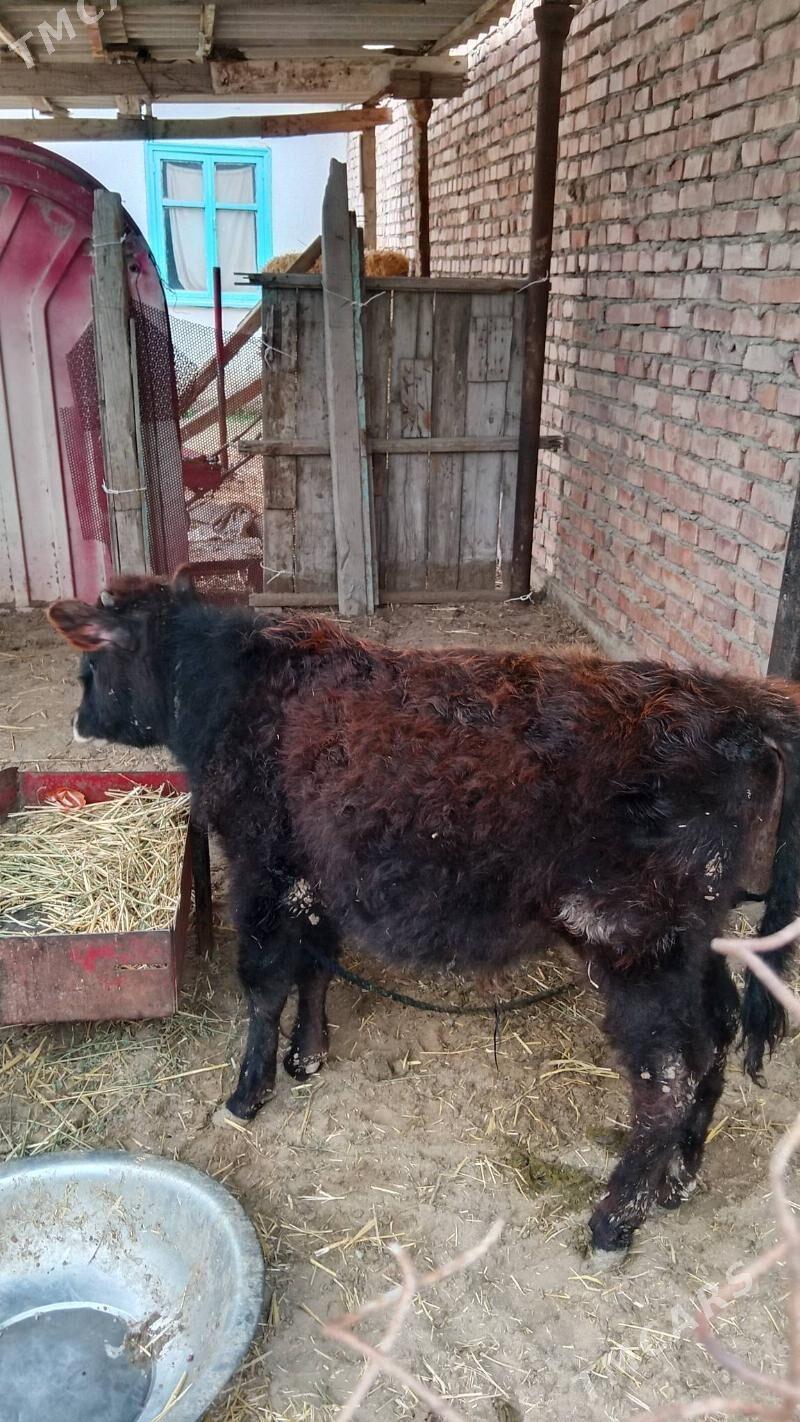 okuz - Bäherden - img 1