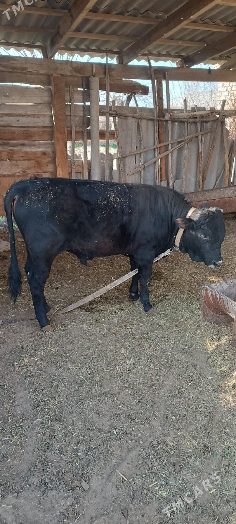 öküz - Мары - img 1