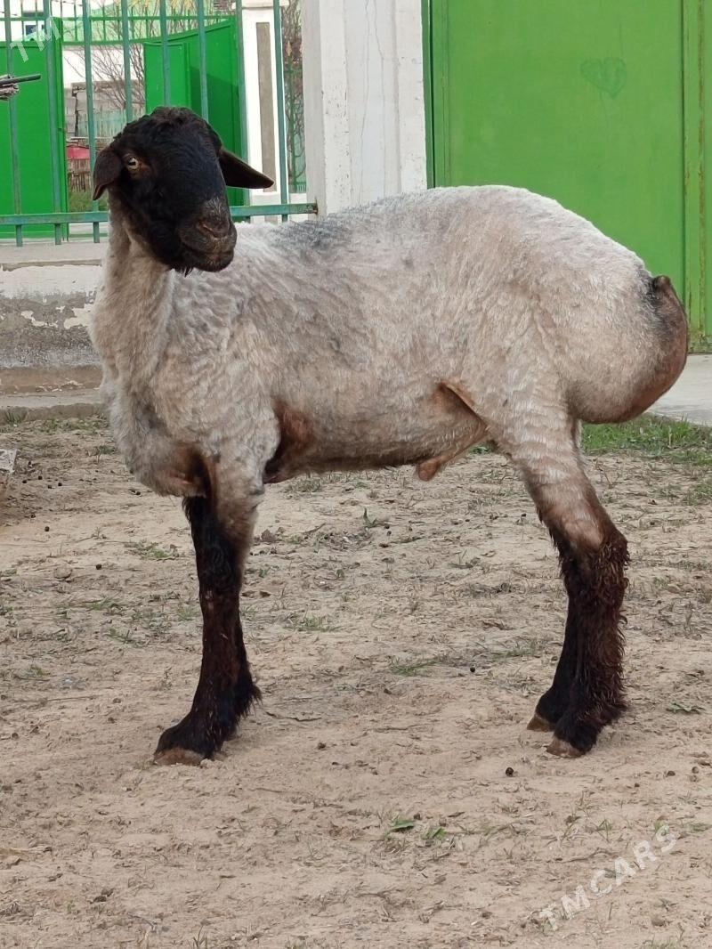 BAKMALY İŞŞEK. - Aşgabat - img 1