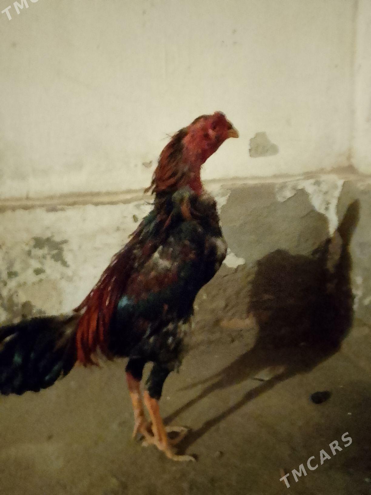 horaz - Чарджоу - img 1