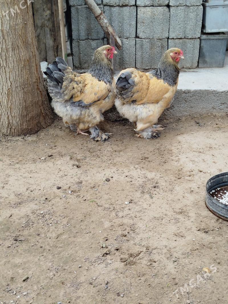 brama yumurtga - Гарадамак Шор - img 1