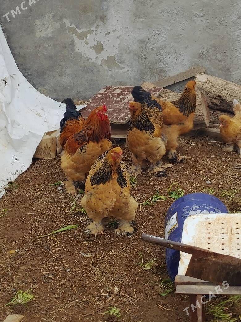 brama towuk - Gökdepe - img 1