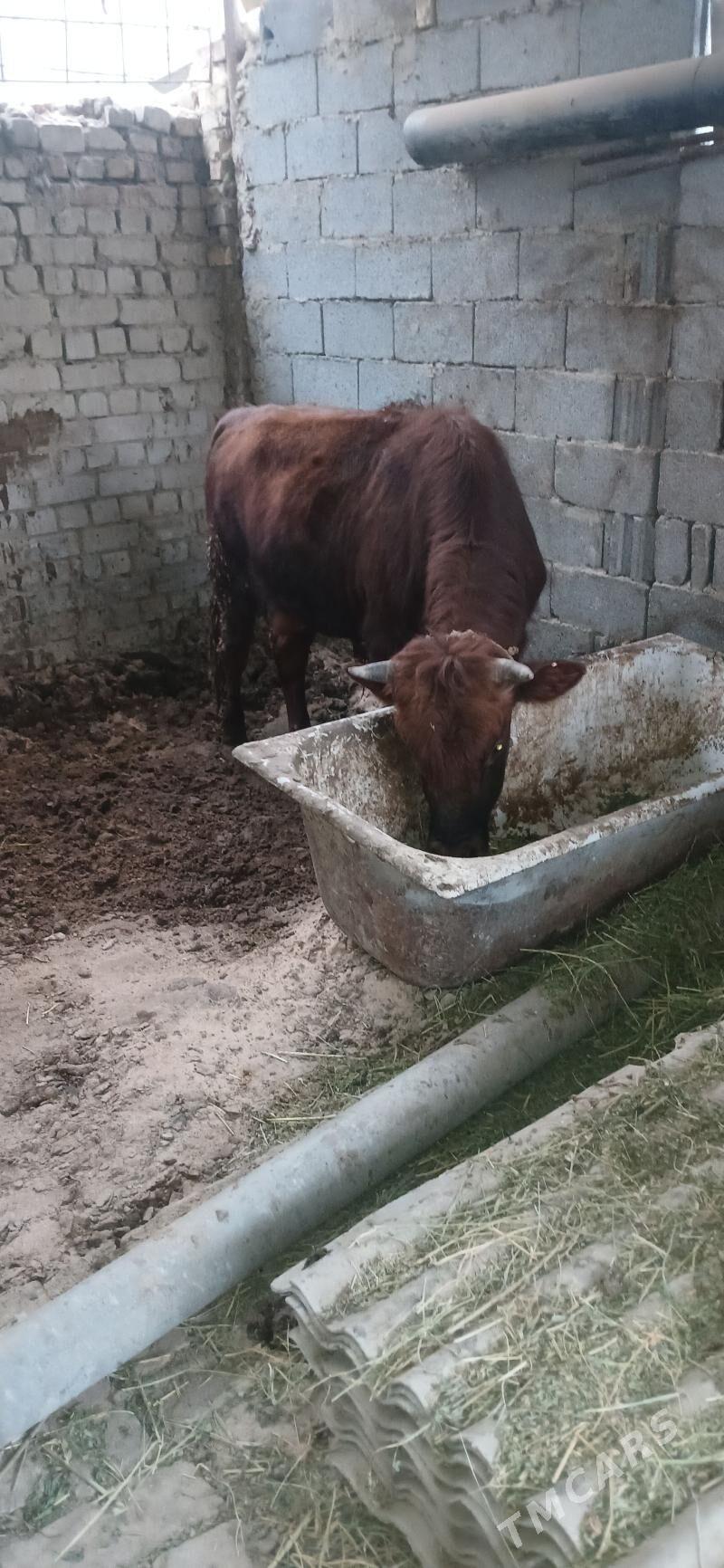 okuz - Анев - img 1