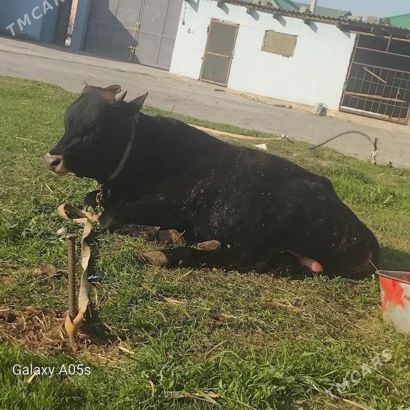 Okuz - Büzmeýin - img 1