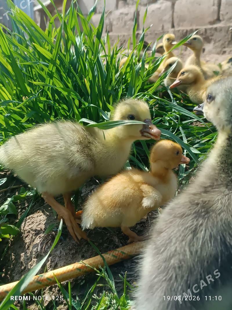 Ýaşylbaş jüje - Мары - img 1