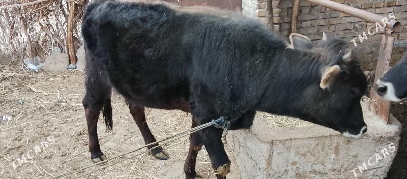 okuz - Babadaýhan - img 1