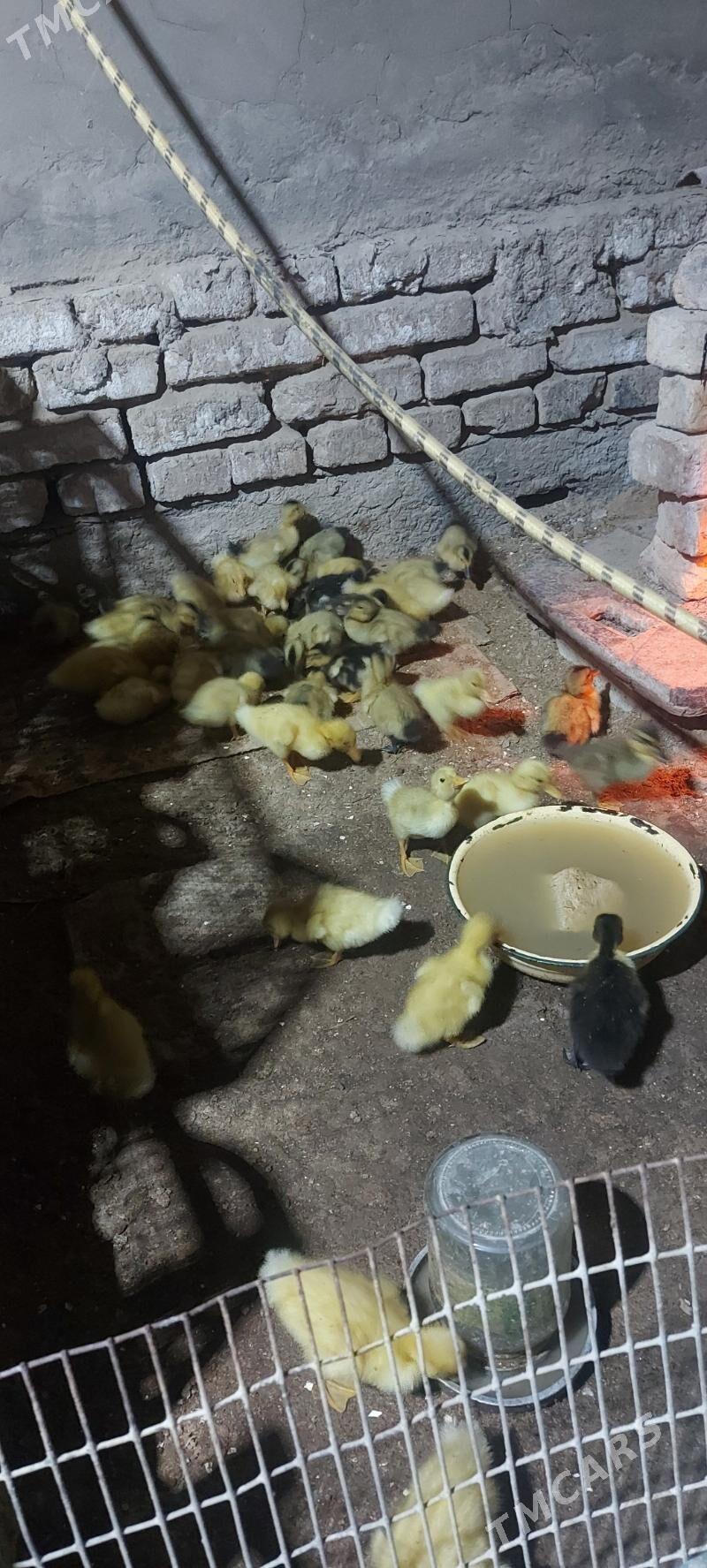 gak gak ýaşylbaş jüýje - Мары - img 1