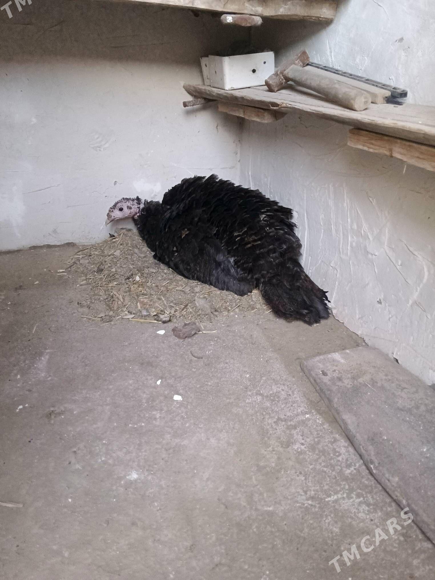 kurk indug - Дашогуз - img 1