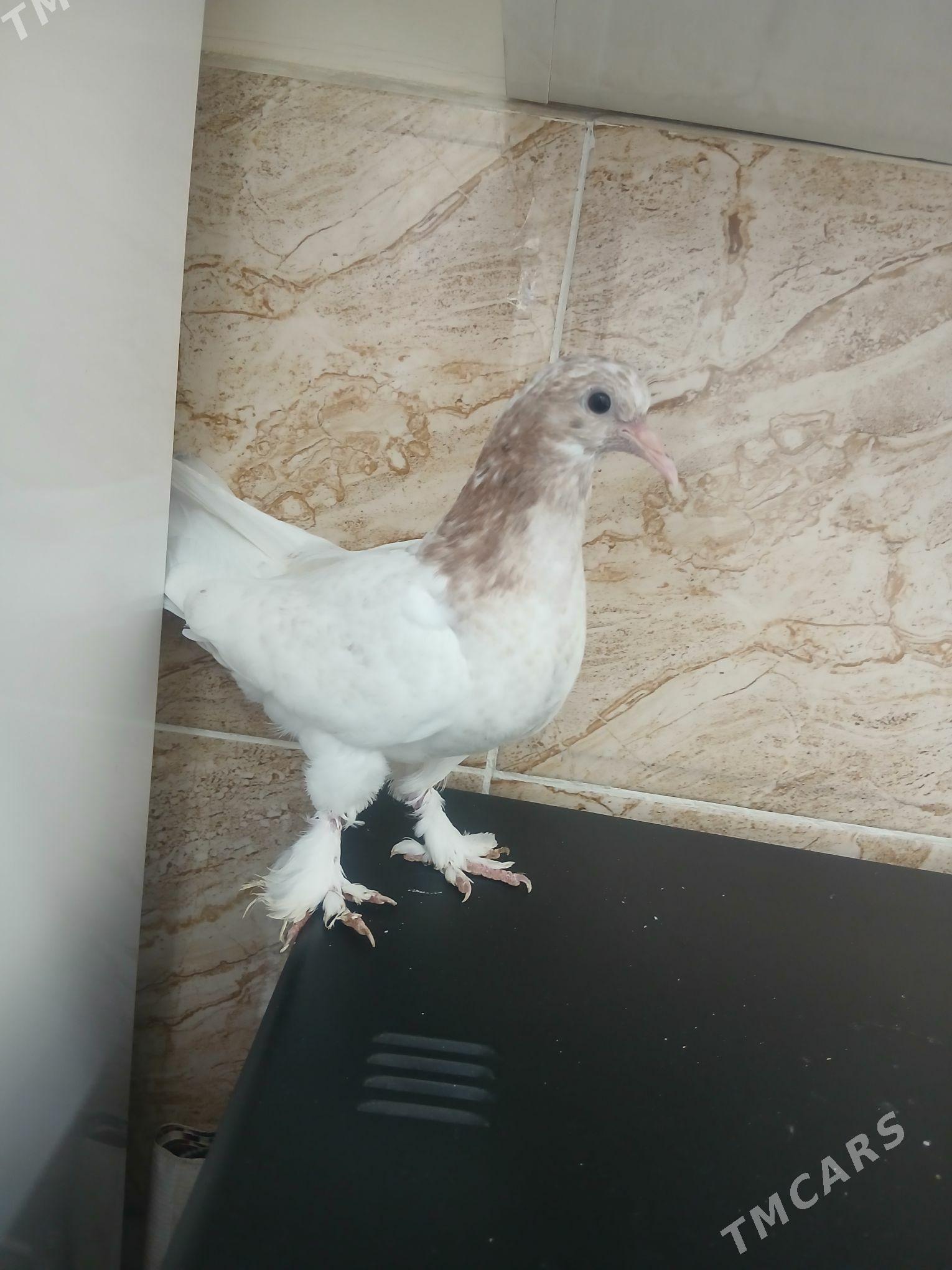 kepderi - Анев - img 1