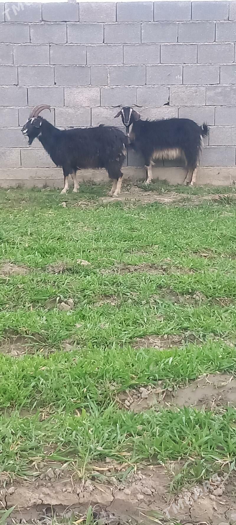 Gysyr geçi we goýun - Bäherden - img 1