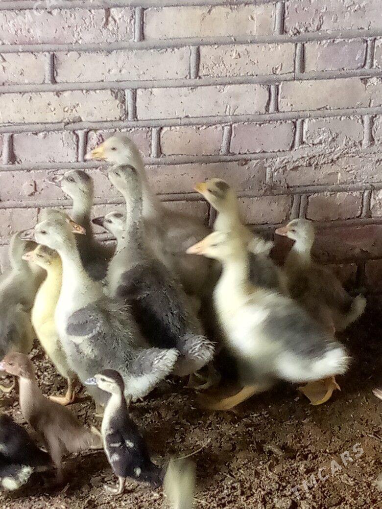 ördek gus jüýje - Garagum etraby - img 1