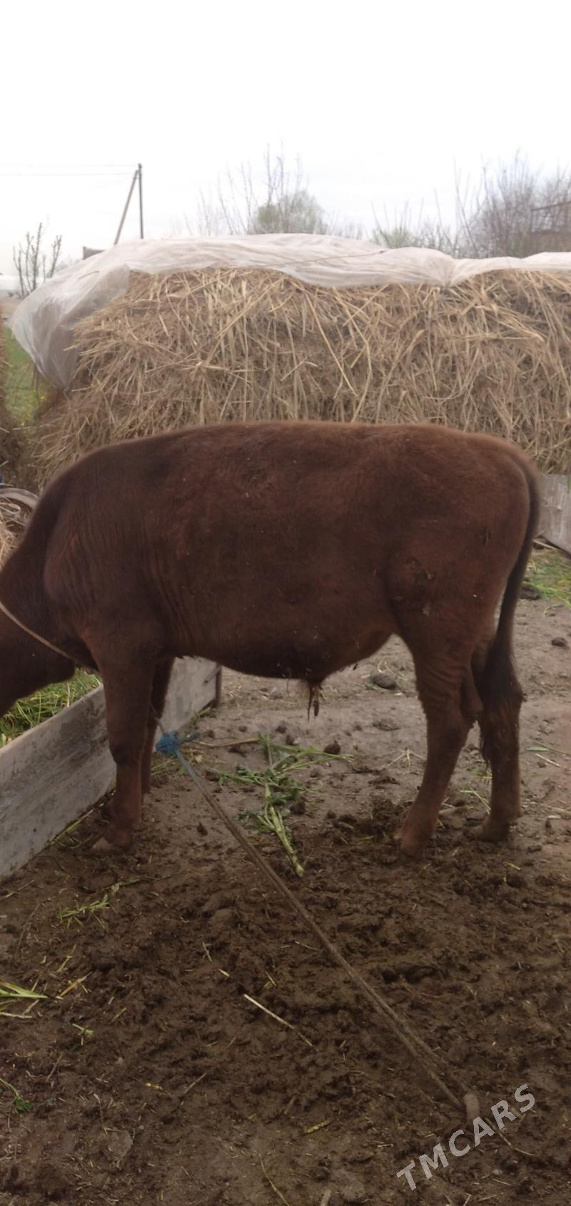 okuz - Çärjew - img 1