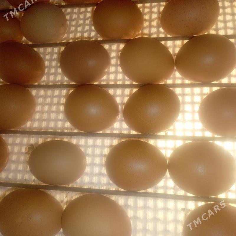 Lohman braun yumurtga - Гёкдепе - img 1