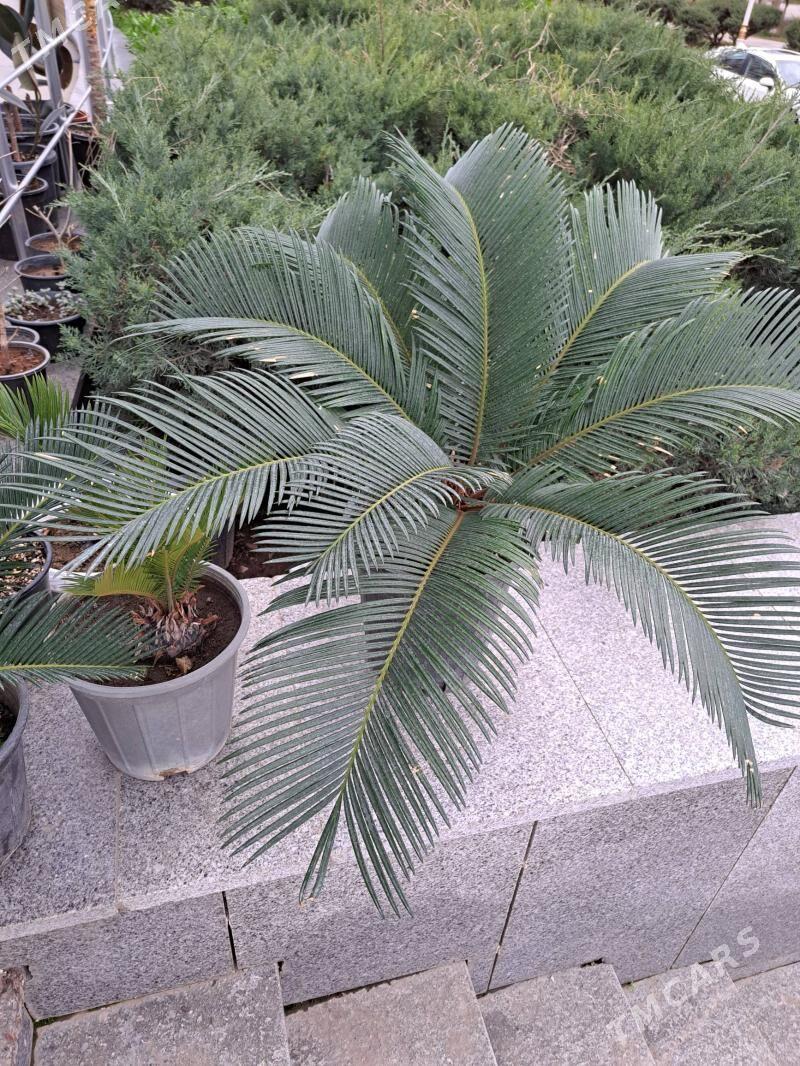 oy guli sikas palma - Moskowskiý köç. (10 ýyl abadançylyk şaýoly) - img 1