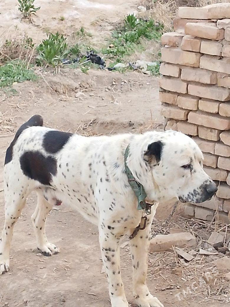 Alaja - Байрамали - img 1