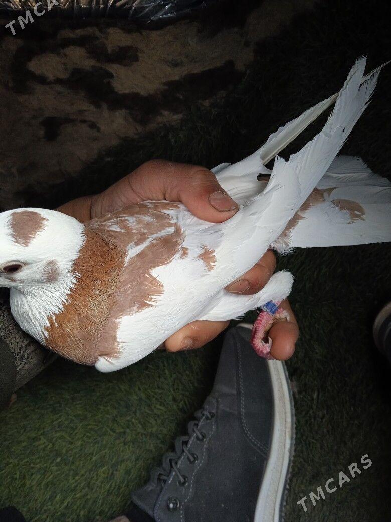 Kepderi - Теджен - img 1