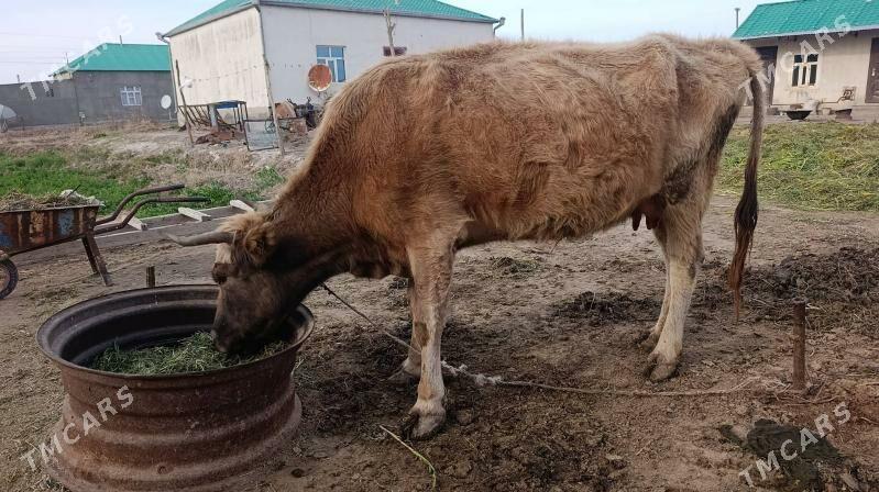 Goleli sygyr - Бабадайхан - img 1