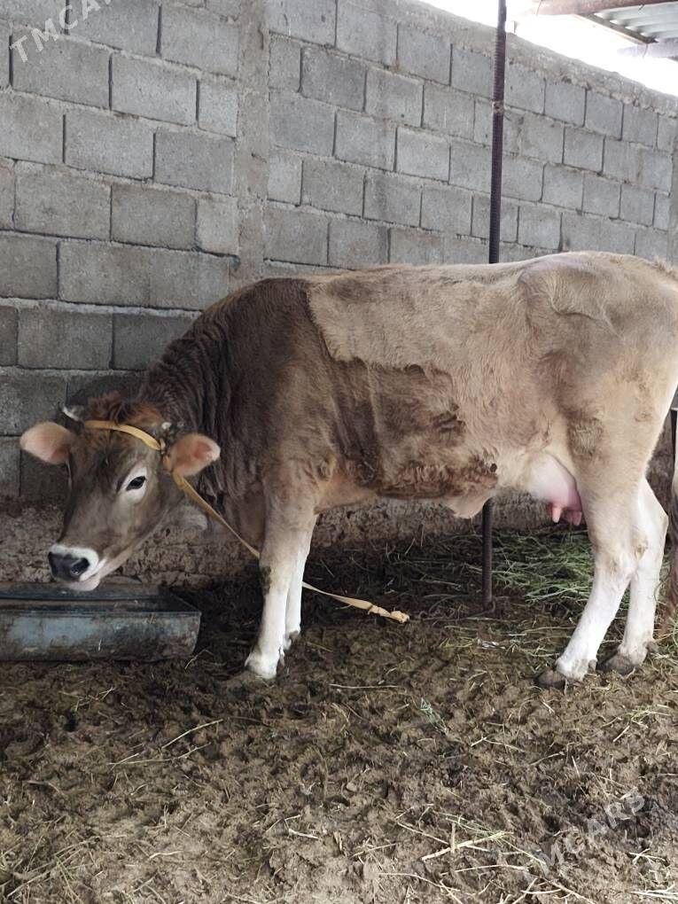 Sygyr goleli - Гёкдепе - img 1